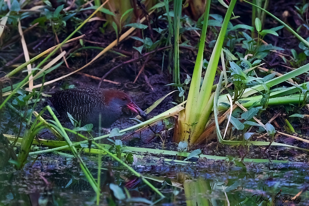 Slaty-breasted Rail